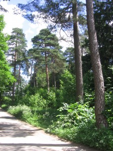 Miško parke, prie Lentvario seniūnijos, buvo ketinama statyti gyvenamuosius namus, o šie medžiai buvo įvardinti kaip krūmai 