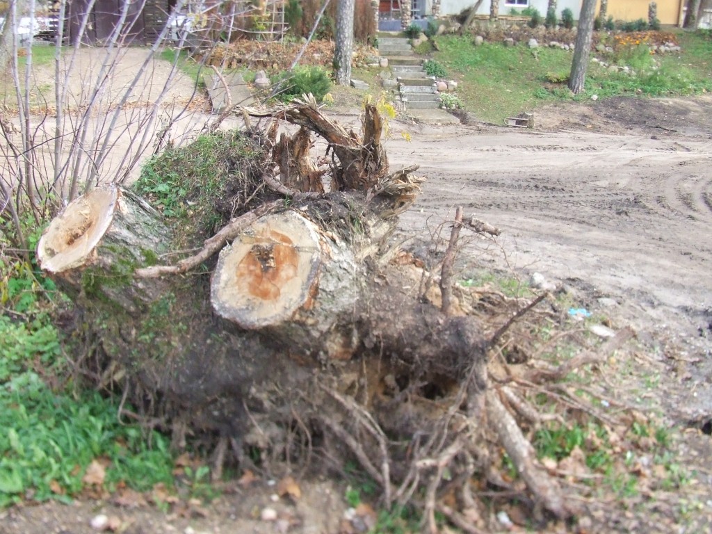Atsisveikinęs su išdidžiu Lentvario grafu Vladislovu Tiškevičium, kuris mums pastatė ir bažnyčią, sielojausi dėl jaunų lentvariečių, išbėgusių laimės ieškoti svetur. Ir dėl pensininkų buities, todėl viską apibendrinęs užsakiau tokį jų portretą
