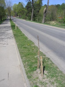 Nulaužytų klevų sodinukais niekas nesirūpina