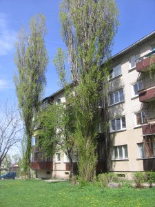 Piramidines tuopas, Klevų alėjos gatvėje, numatyta nukirsti