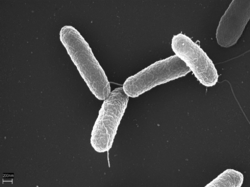 250px-Salmonella_typhimurium