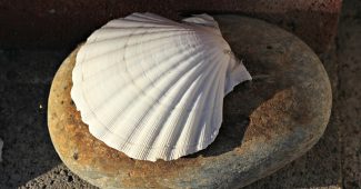 seashell-325x170
